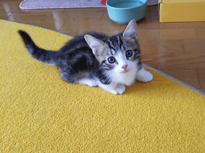 家にきたころの「文太」