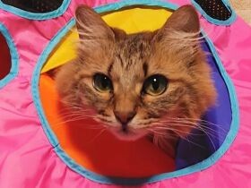 お気に入りの通り抜け袋にズボ！　姉妹で迎えた「懍（りん）」と「愛（ちか）」