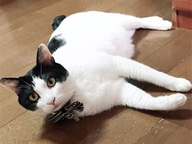 駐車場の側溝で鳴いていたね　白黒ハチワレ猫の「オレオ」