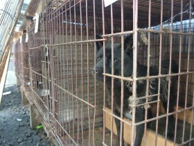 繁殖業者が入院、残された成犬２４匹　数値基準ない動愛法に限界