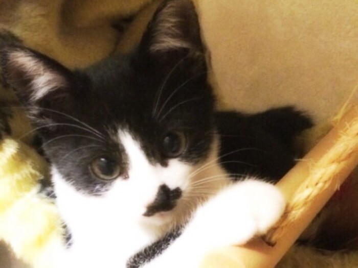 家にきたころの「チビ」