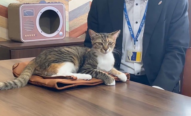 打ち合わせを終えて帰ろうとするお客さんのカバンの上に乗るインターンシップ生・ショコラちゃん（「しまや出版 癒し課」提供、Xよりキャプチャ撮影）