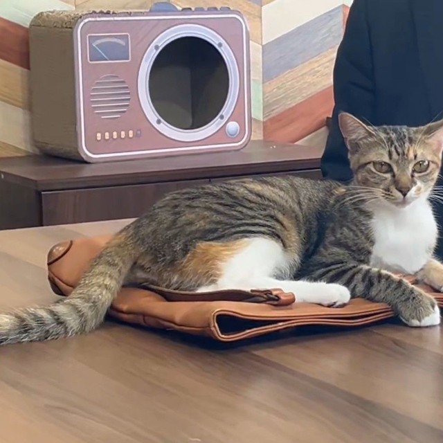 打ち合わせを終えて帰ろうとするお客さんのカバンの上に乗るインターンシップ生・ショコラちゃん（「しまや出版 癒し課」提供、Xよりキャプチャ撮影）