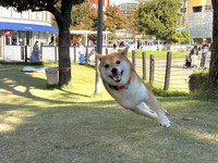 空中斜め走りッ！（画像提供／おまめさん）