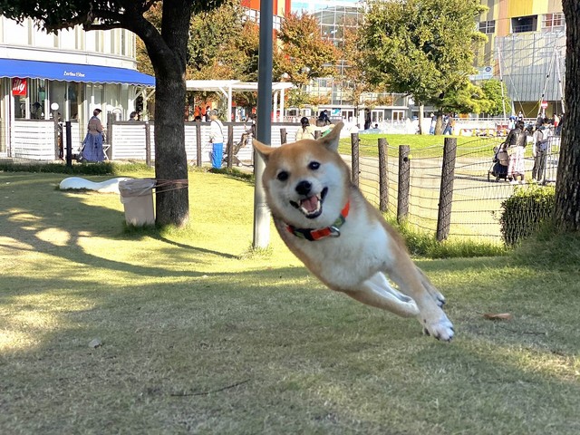 空中斜め走りッ！（画像提供／おまめさん）