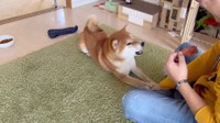 「伏せしたよ、パパさん！」パパさんが持っているのは『鳥ささみジャーキー』。こむぎくんの大好きなおやつだそうです（動画からキャプチャー／提供：シヴァ犬こむぎっすさん）