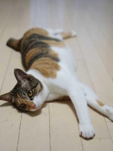 私は１人でいるのも好きなの