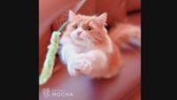 「猫カフェ　MOCHA」公式アカウント
