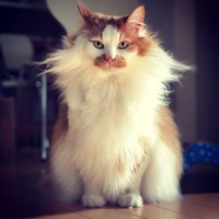 SNSで話題に！ くノイくんの“たてがみ”（画像提供：ノイさん）