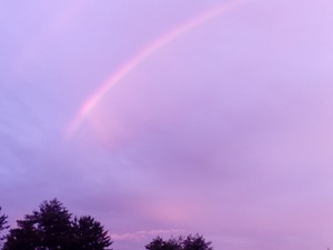 ふりふりコーギー