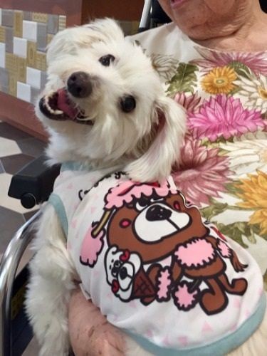 車いすの女性患者さんの膝でにっこり「麻痺のある方が膝に犬を乗せると落とさないよう集中したり、撫でるために手を一生懸命に動かそうとするんですよ」と環奈さん