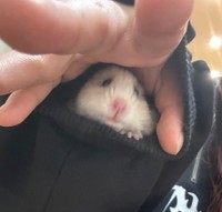 服に潜って袖から顔を出すもなかちゃん（提供：おまめ!!!さん）