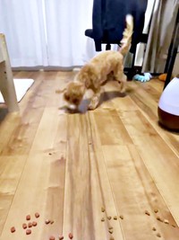 次々と投げられるフードの粒を食べるたむくん（画像提供：たむさん） ※無断転載禁止