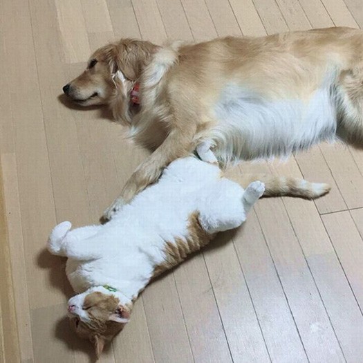 大型犬のももちゃんと添い寝