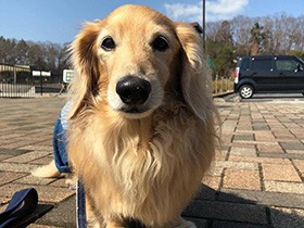 お散歩したよ、大満足！　ミニチュアダックスの「チップ」