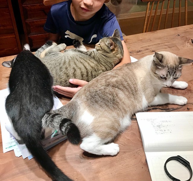 大人気作家　ネコさん Amazon.co.jp: NNNからの使者 猫だけが知っている (ハルキ文庫 や 10-9