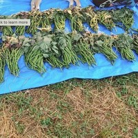 しおれた芋づるの上で寝ているのは…（画像提供：柴犬が作る幻の赤いキウイさん）※一部トリミング