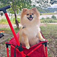 人にも犬にもフレンドリーなもんたくん（画像提供：もんたさん）