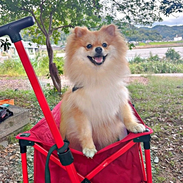 人にも犬にもフレンドリーなもんたくん（画像提供：もんたさん）