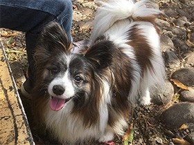 やんちゃな13歳、元気でいてね　パピヨンの「パピィ」