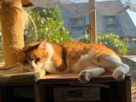 家庭内野良猫が窓から脱走　捕まえられず捕獲器をしかけたら思わぬ “おまけ”が…