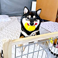 おもちゃをくわえるこまちちゃん（画像提供：黒柴 こまちさん）