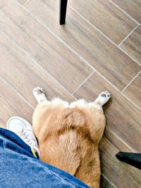 隣席の人が思わず笑顔になったニコくんのペタンコポーズ（画像提供：くぅこ@コーギーのいる暮らしさん）