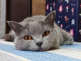 今はまったりお昼寝中だけど、実はスゴ腕虫ハンターにゃのよ　ブリショー「ルイーゼ」