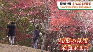 境内のモミジが色付き紅葉が見頃　宮城・石巻市の零羊崎神社
