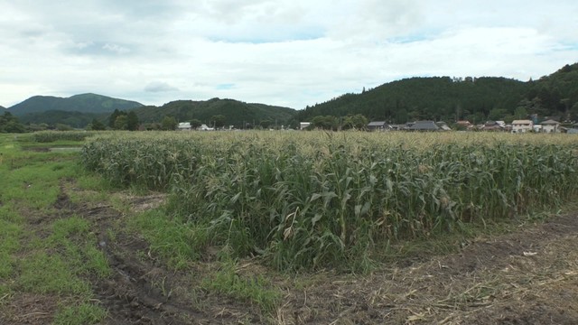 真庭市蒜山上徳山（16日）