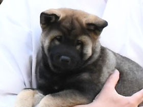 神社の「ご神犬」すずひめ号、おかあさんに　奉告式で子犬披露