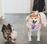 柴雄くんと茶太郎くん㊧（shibaochatarouさん提供、画像をキャプチャ撮影）