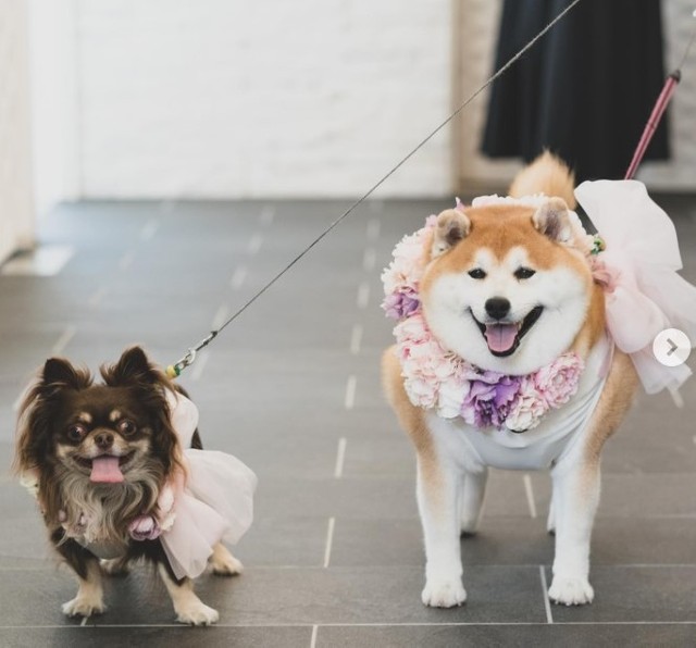 柴雄くんと茶太郎くん㊧（shibaochatarouさん提供、画像をキャプチャ撮影）