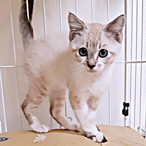 多頭飼育崩壊から唯一生き残ったちくわくん（画像提供：やくまろさん）