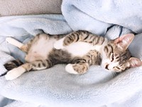 お迎え時、生後3カ月ソックスくん（画像提供：ソックスとビスケットさん）