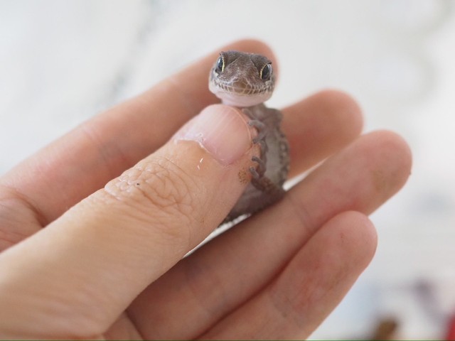 にっこり笑ってるようにも見えます／ぴよ@カエルと暮らすさん（@PIYO_KAERU）提供