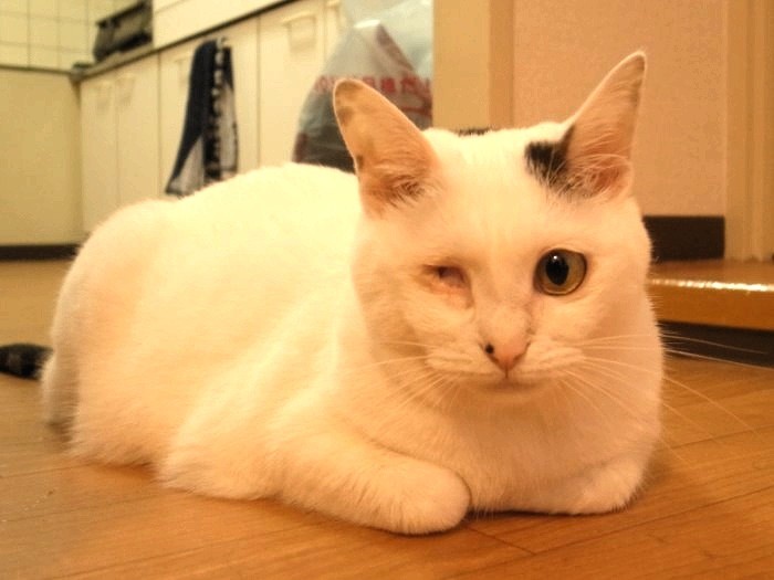 目が不自由でも、まったく平気