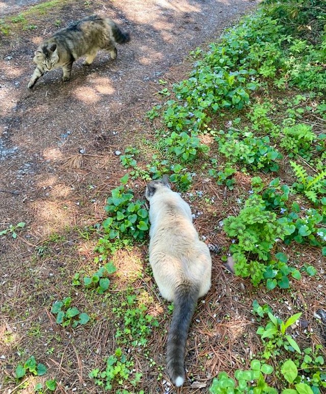 ファーファくん「あいつ今日も丸見えだにゃ〜」ボンボンくん「……ﾌﾌﾌ、ﾌﾌﾌ」（提供：もも　と　みらいさん）