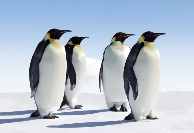 体を大きく左右に振って歩くエンペラーペンギン※画像はイメージです（Jan Will/stock.adobe.com）