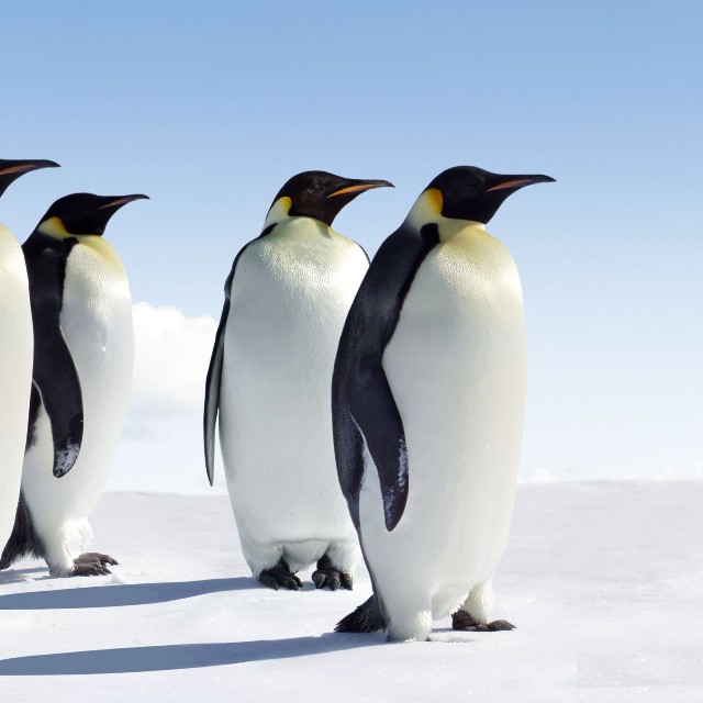 体を大きく左右に振って歩くエンペラーペンギン※画像はイメージです（Jan Will/stock.adobe.com）
