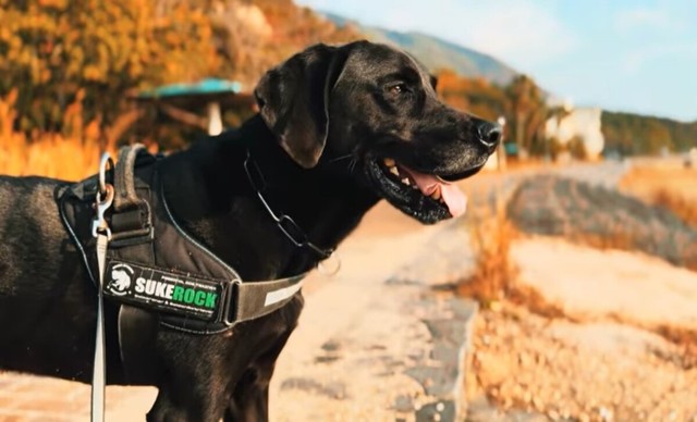 現在、7歳になった助六。20キロを超えてたくましく成長。／ぬわんこ助六チャンネルさん提供