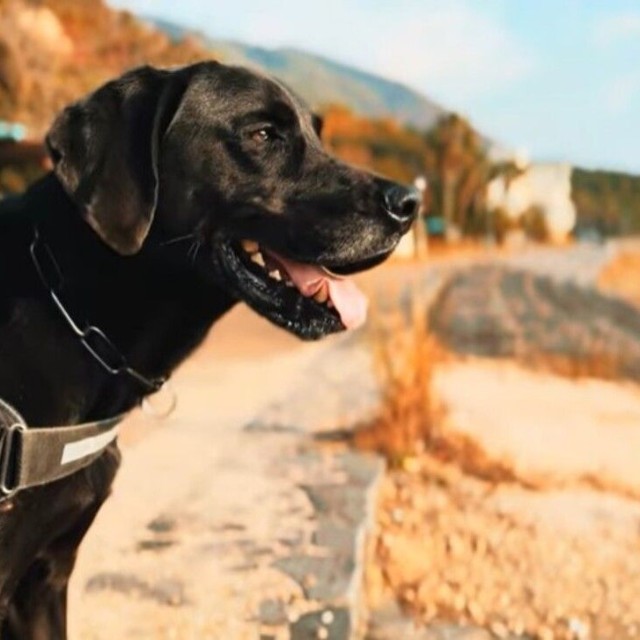 現在、7歳になった助六。20キロを超えてたくましく成長。／ぬわんこ助六チャンネルさん提供