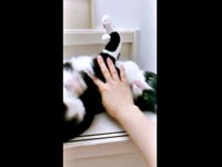 飼い主さんに止められてもやめないシノスケくん（画像提供：nenekoさん）