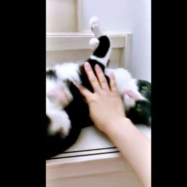飼い主さんに止められてもやめないシノスケくん（画像提供：nenekoさん）