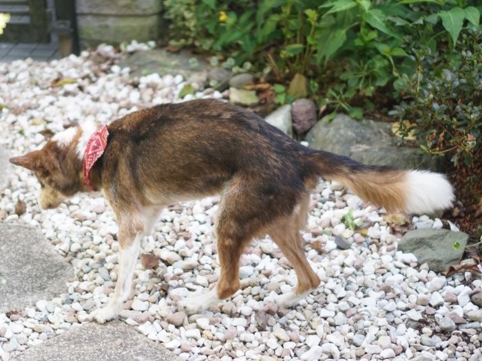 人呼んで黄昏ジロー。少し痩せたが今も体は大きい。