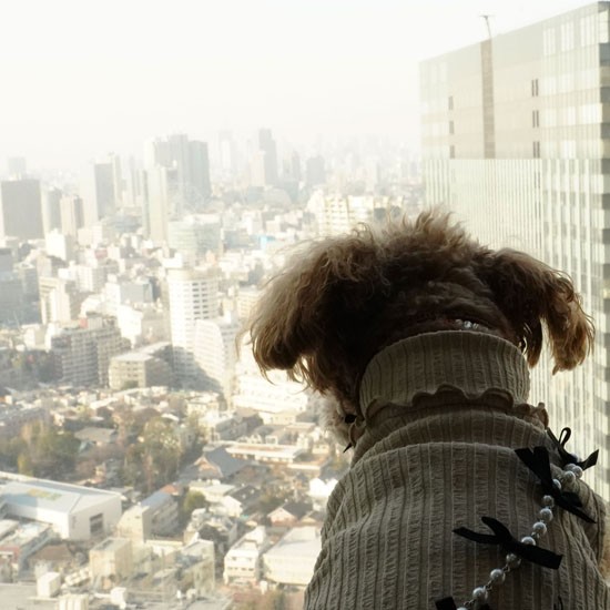 家からの眺めは最高だわん