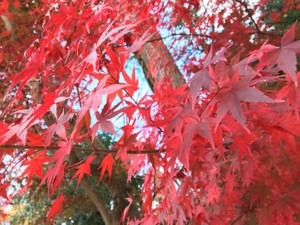紅葉