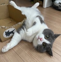足ぱっかーん姿が足元のマットの猫ちゃん柄と同じポーズ＆色味だった、まるくん（提供：コテまるさん @mofu_kote）