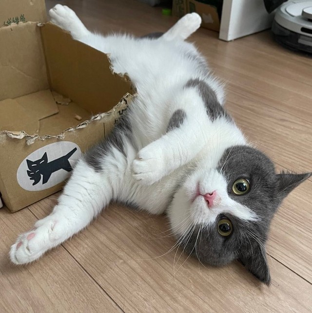 足ぱっかーん姿が足元のマットの猫ちゃん柄と同じポーズ＆色味だった、まるくん（提供：コテまるさん @mofu_kote）