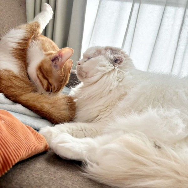 2023年12月、窓辺で寄り添う（左から）ミミちゃん、モカちゃん（画像提供：neko好きさん）